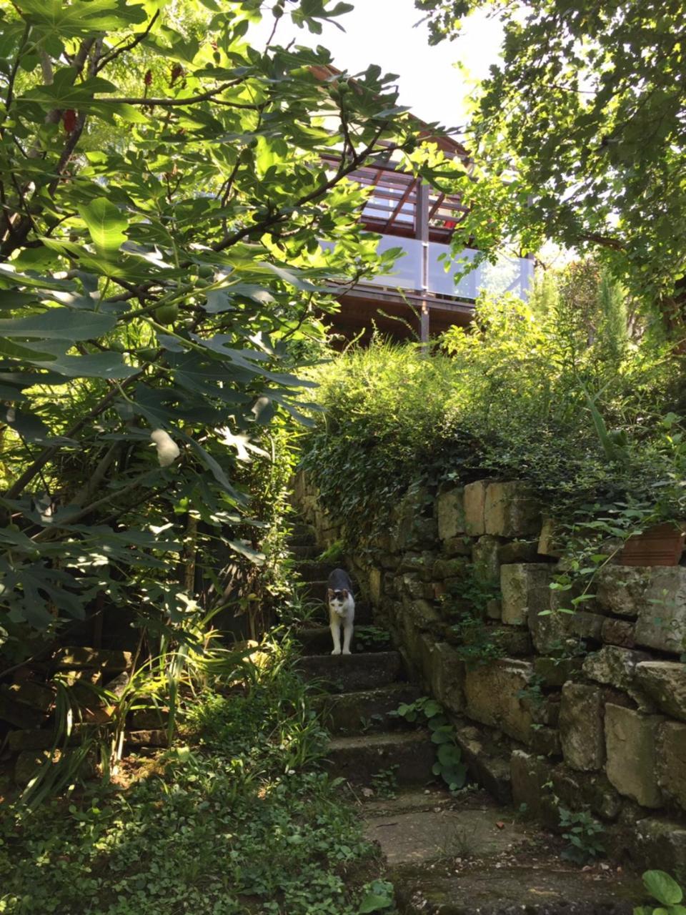 Pergola House In A Green Oasis With Fantastic View Apartment Petrovaradin Luaran gambar